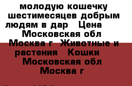 молодую кошечку шестимесяцев добрым людям в дар › Цена ­ 10 - Московская обл., Москва г. Животные и растения » Кошки   . Московская обл.,Москва г.